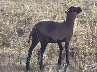 Ovelha, Cameroon sheep — foto 1