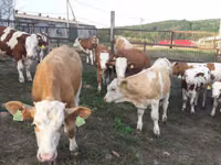 Buqa, Simmental cattle — 2-rasm
