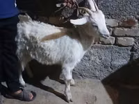 Ziege, Saanen goat — Foto 4