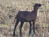 Ovelha, Cameroon sheep — foto 2