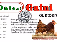 Quails — 5-rasm