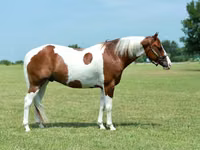 公马, Quarter Horse — 照片 3