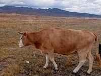 Vacă, Latvian Blue cattle — foto 1