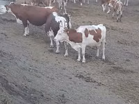 Kuh, Simmental cattle — Foto 1