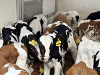 牛只（批次，未指定性别）, Cattle — 照片 4
