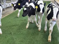 मवेशी (लॉट, लिंग निर्दिष्ट नहीं), Russian Black pied cattle — फ़ोटो 5