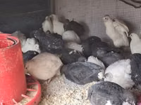 Quails — الصورة 2