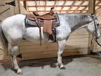 公马, Quarter Horse — 照片 2