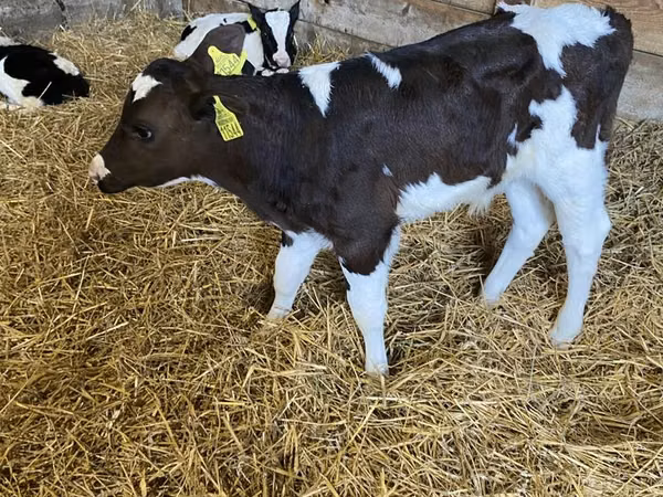 Bull, Russian Black pied cattle