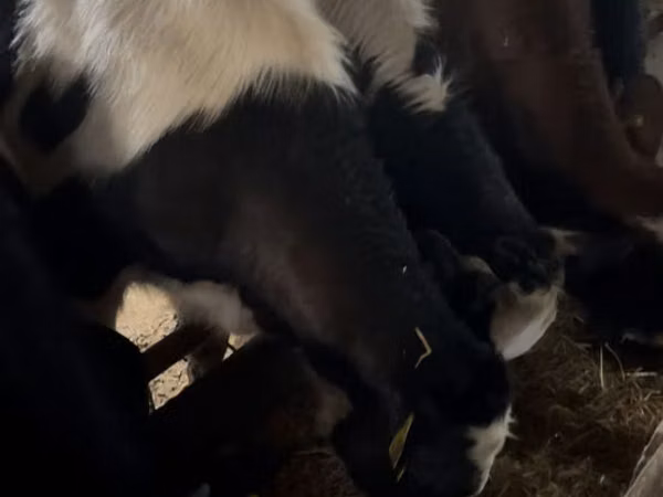 Bou, Bovine