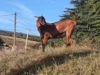 Ziegenbock, Nubian Goat — Foto 1