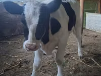 Cow, Russian Black pied cattle — photo 3