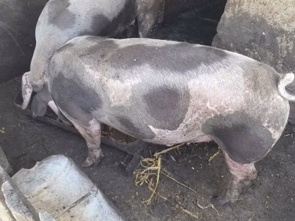 Vier, Porci — Republica Moldova