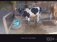 Kuh, Russian Black pied cattle — Foto 6