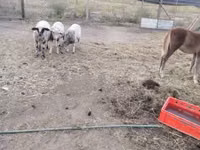 Sheep, Sheep — photo 1