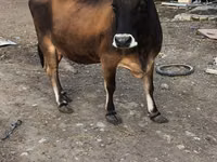 Vacă, Aberdeen-Angus — foto 4