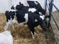 Buqa, Russian Black pied cattle — 1-rasm