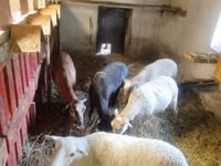 Schaf, Cameroon sheep — Foto 2