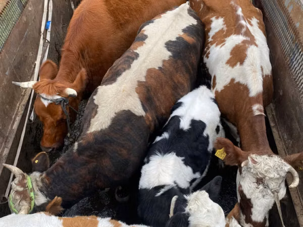 Vacă, Bovine