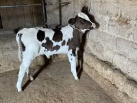 गाय, Russian Black pied cattle — फ़ोटो 1