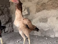Chickens — الصورة 4
