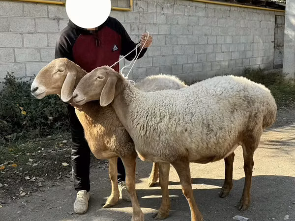 نعجة, Arashan sheep