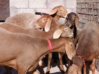 भेड़, Edilbay sheep — फ़ोटो 4