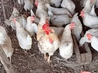 Chickens — photo 2