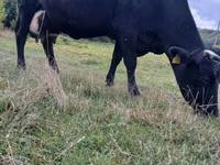 Vaca, Russian Black pied cattle — foto 4