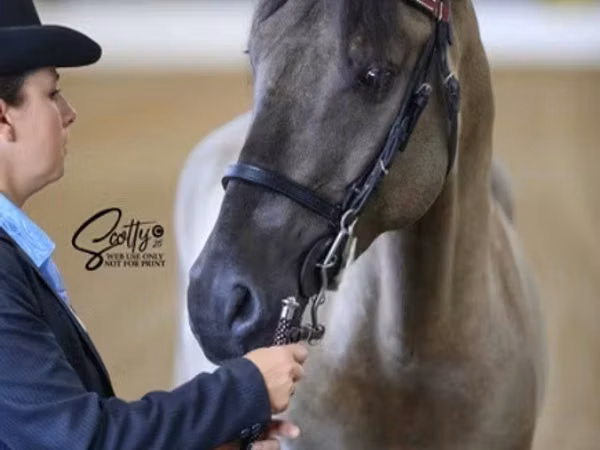 Aygʻir, Rocky Mountain Horse