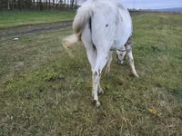 Horse (M), Horses — photo 2