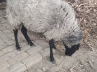 Oaie, Romanov sheep — foto 1