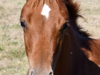 Yegua, Quarter Horse — foto 3