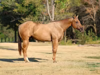 At, Quarter Horse — foto 3