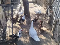 Ducks — الصورة 3