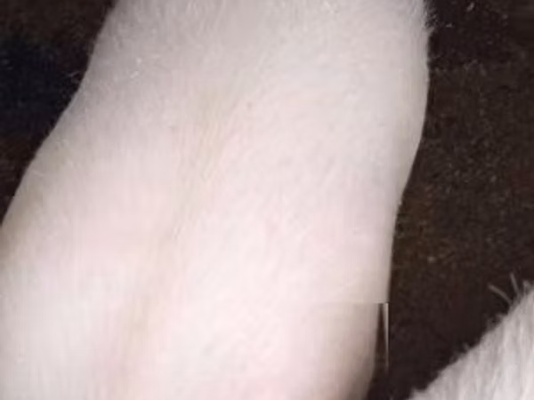 Schweine (Partie, Geschlecht nicht angegeben), Schweine