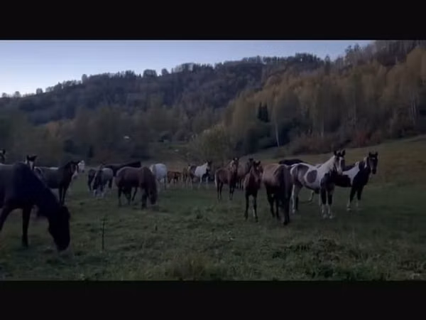 Mare, New Altai Horse