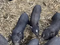 Säue, Schweine — Foto 3