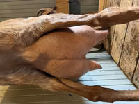 母山羊, Saanen goat — 照片 1