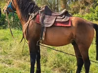 公马, Horses — 照片 1