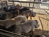 Berbec, Oi — foto 1