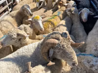 Bélier, Moutons — photo 3