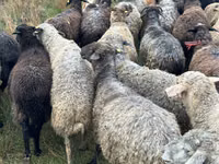 Qoʻy, Bessarabian sheep — 4-rasm