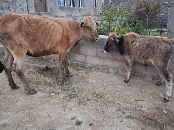 İnək, Mal-qara