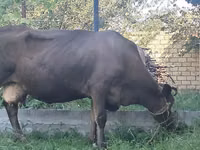 Vaca, Swiss cattle — foto 3