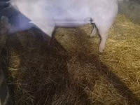 Scroafă, Porci — foto 5