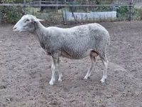 Ovelha, Lacaune sheep — foto 4