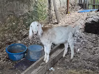 عنزة, Nubian Goat — الصورة 1
