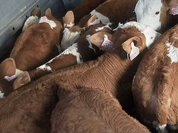 Buqa, Simmental cattle