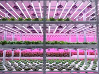 LED - лампы для выращивания зелени и овощей — сүрөт 1